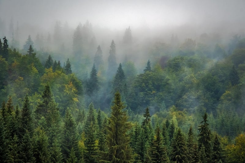 Mystical Forest