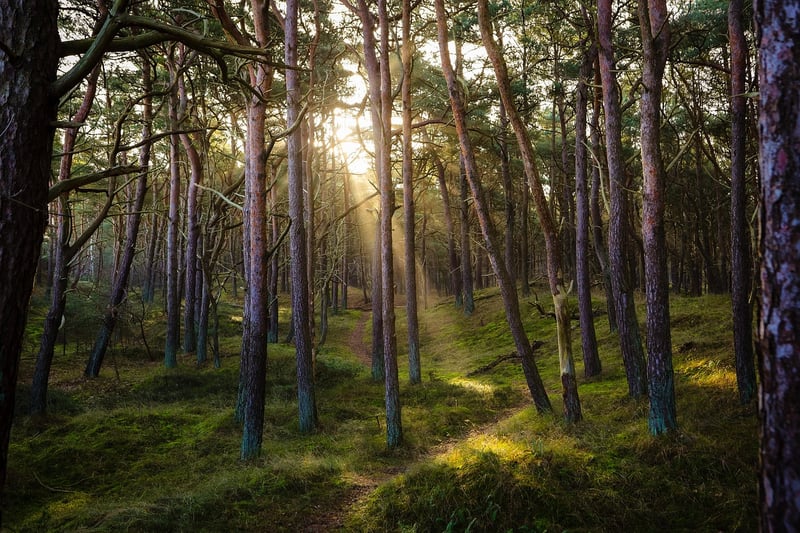 Magical Clearing Image